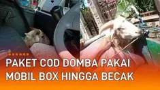 aksi seorang kurir berjuang untuk mengantarkan paket COD domba menarik perhatian netizen.