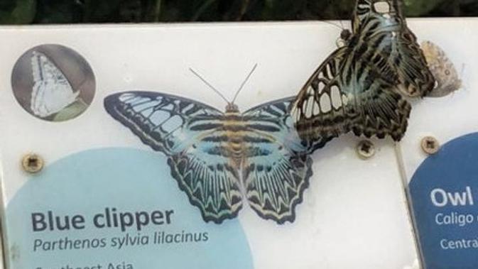 10 Momen Kebetulan Tertangkap Kamera, Hasilnya Kayak Editan. Sumber: Brightside