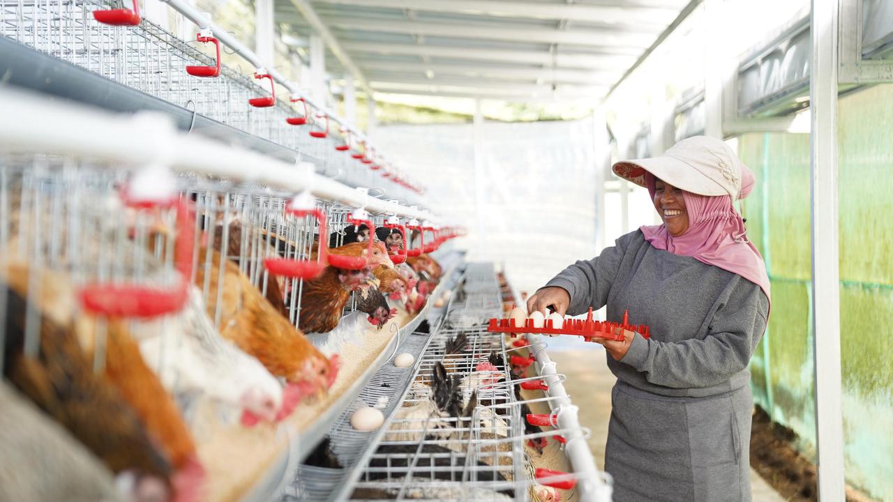 PNM Bagikan 240 Ekor Ayam