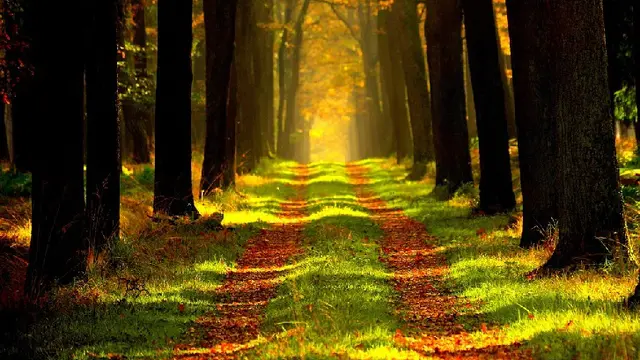 Sensasi Tinggal di Hunian Dekat Hutan Kota