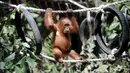 Anak orangutan diperlihatkan kepada publik setelah beberapa bulan dalam karantina di Taman Safari Bali, Kabupaten Gianyar, Senin (19/8/2019). Pihak berwenang pada 22 Maret lalu menangkap WN Rusia yang berusaha menyelundupkan anak orangutan berusia dua tahun itu di dalam koper. (SONNY TUMBELAKA/AFP)