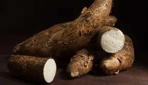 Modifikasi Singkong Jadi Tepung MOCAF, Bebas Gluten dan Indeks Glikemik Rendah