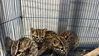 Mengenal Kucing Kuwuk, Predator Mungil Berstatus Dilindungi yang Dilarang Diperjualbelikan