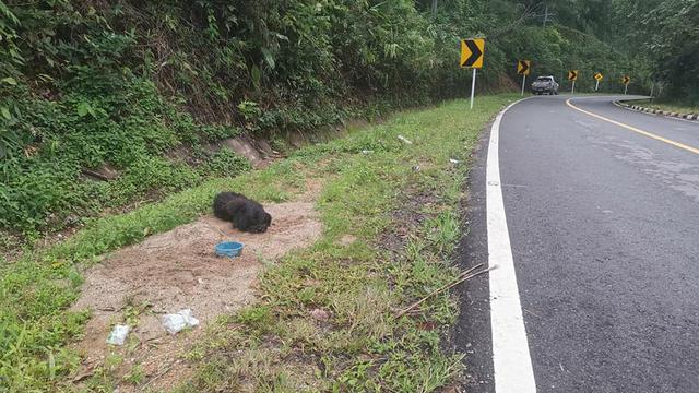Bikin Haru, Anjing Ini Setia Tunggu Majikan di Tempat Ia Ditinggal