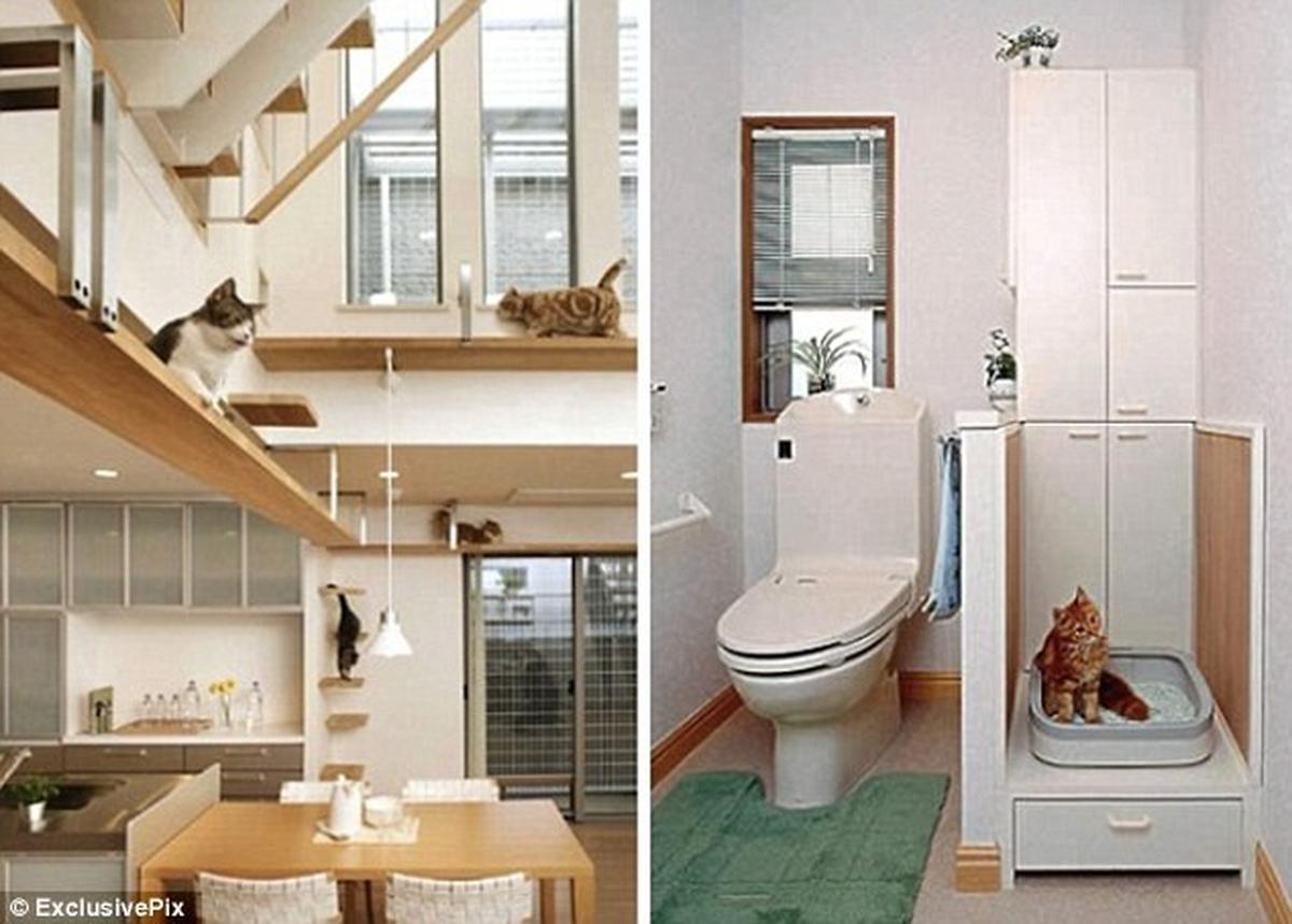 Rumah kucing