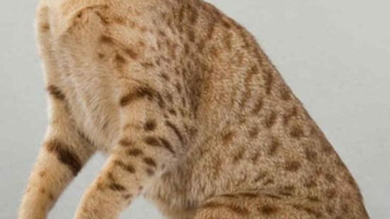 <b>Kucing Ras Ocicat</b>