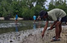 Pemuda Oncone Raya Tanam 2.600 Mangrove, Perkuat Mitigasi Bencana Pesisir Parigi Moutong
