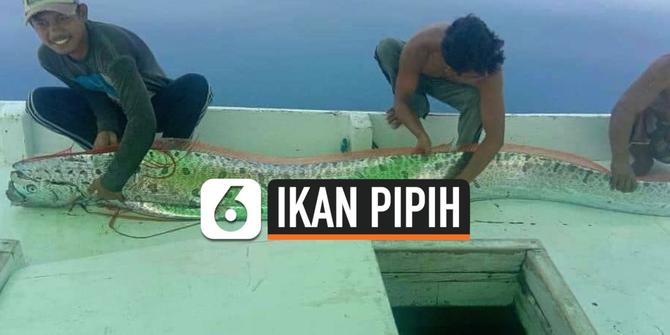 VIDEO: Apakah Kemunculan Ikan Oarfish Pertanda Gempa?