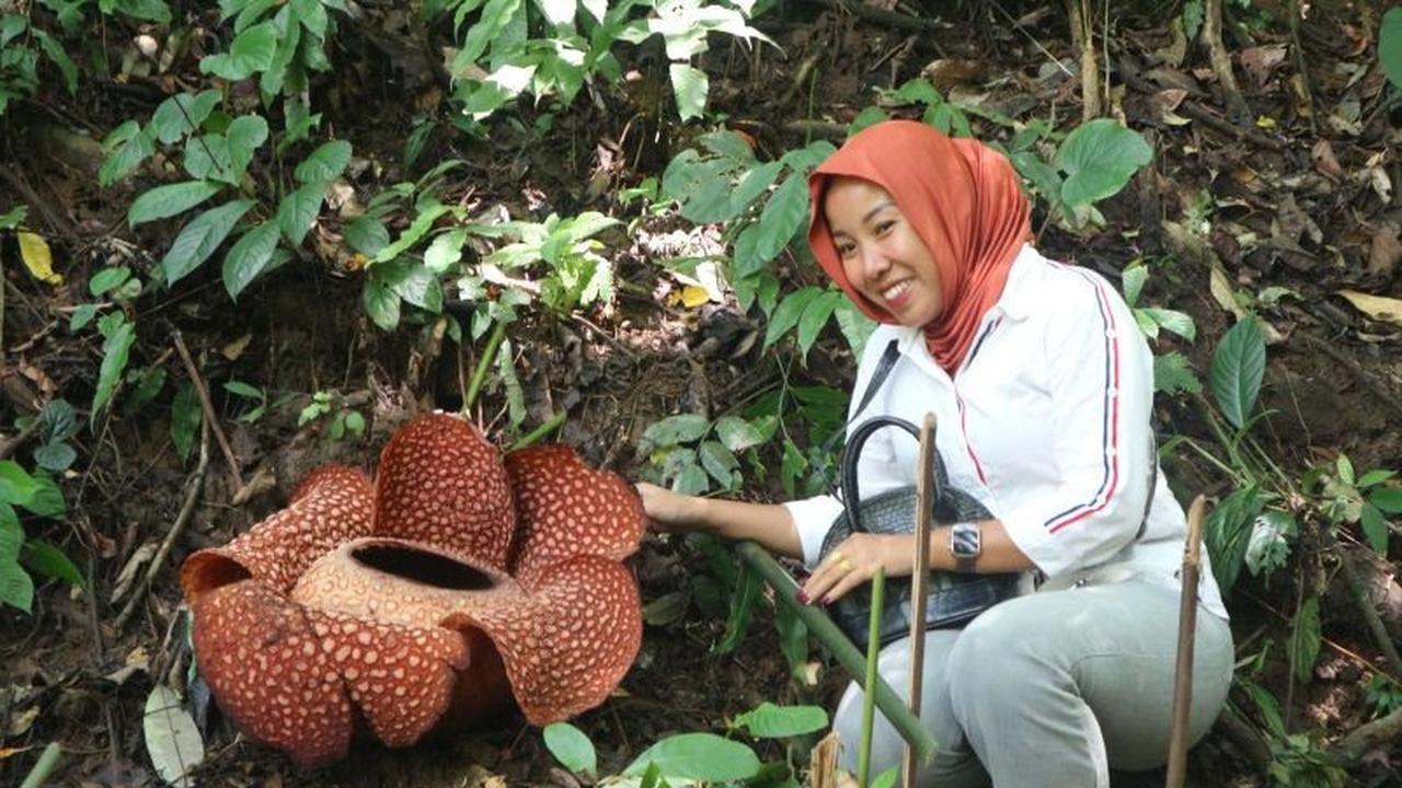Mekarnya Puspa Langka Rafflesia arnoldii di Bengkulu Tarik Perhatian Pengunjung Lintas Provinsi