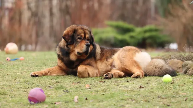 Tibetan Mastiff