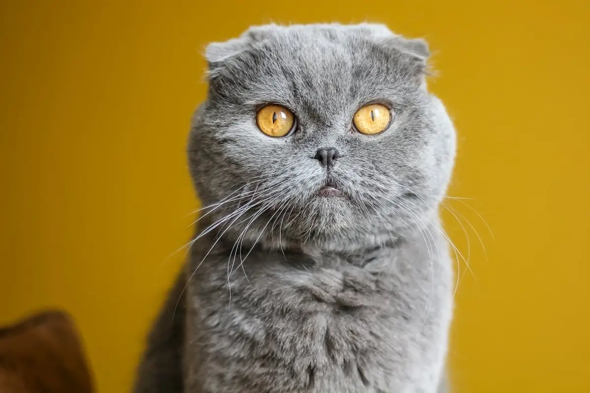 Scottish Fold