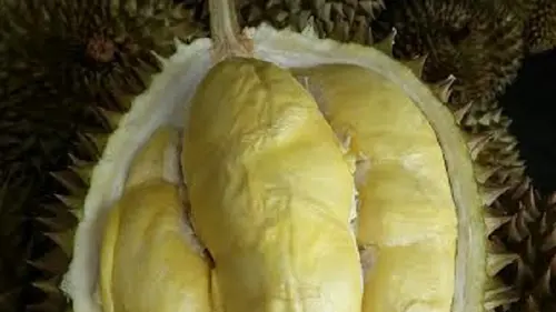 Durian Bawor