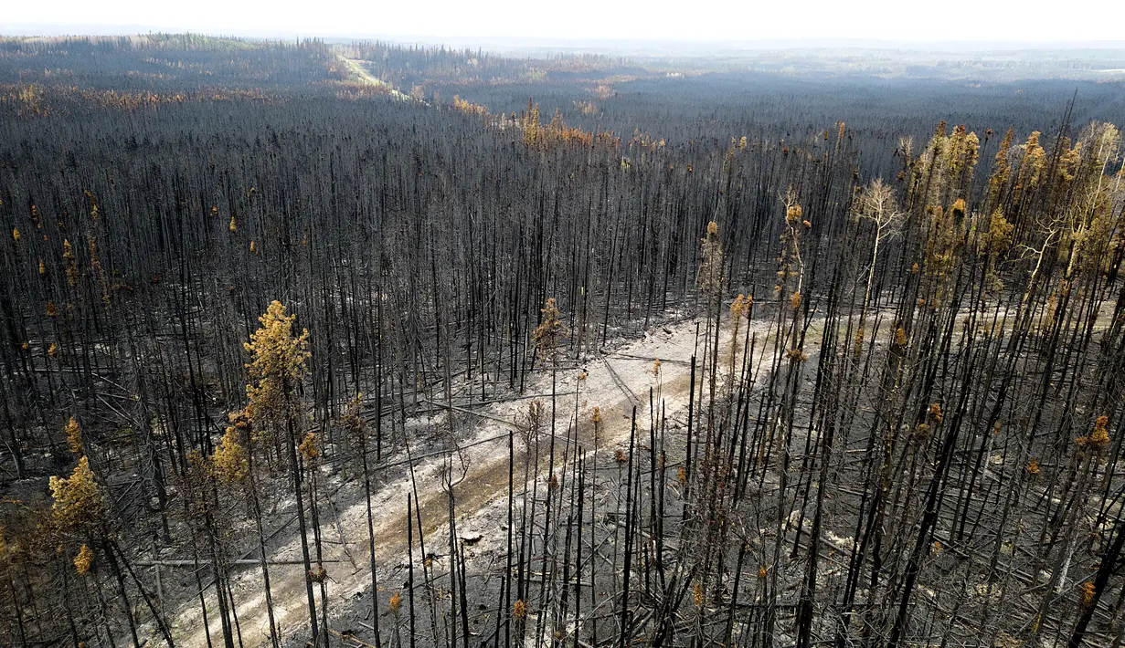 Kebakaran hutan terbesar yang pernah tercatat di British Columbia kini melingkupi seluruh wilayah Prince Edward Island. (AP Photo/Noah Berger)