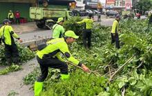 Suku Dinas Tamhut Jakarta Barat Tangani Ratusan Pohon Bermasalah Selama Februari 2026