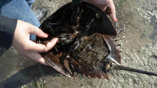 Kepiting Tapal Kuda. (INZAURRALDE AFP)