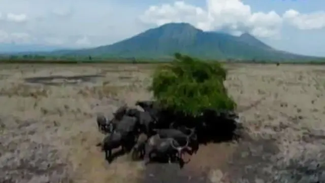 Baluran Afrika Van Java