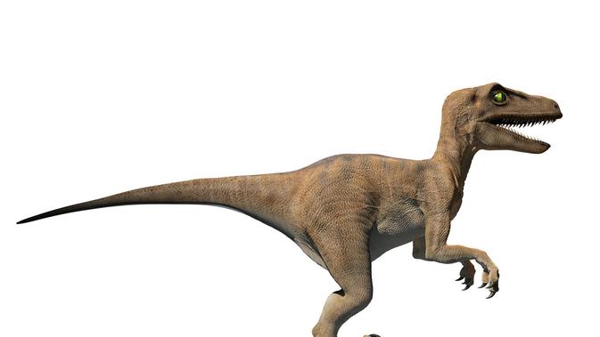 Jenis Dinosaurus Velociraptor (Sumber: Istockphoto)