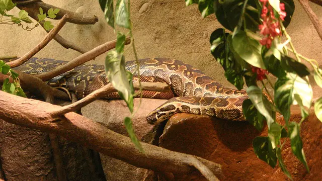 Sanca Batu Afrika (Python sebae) (Wikimedia Commons)