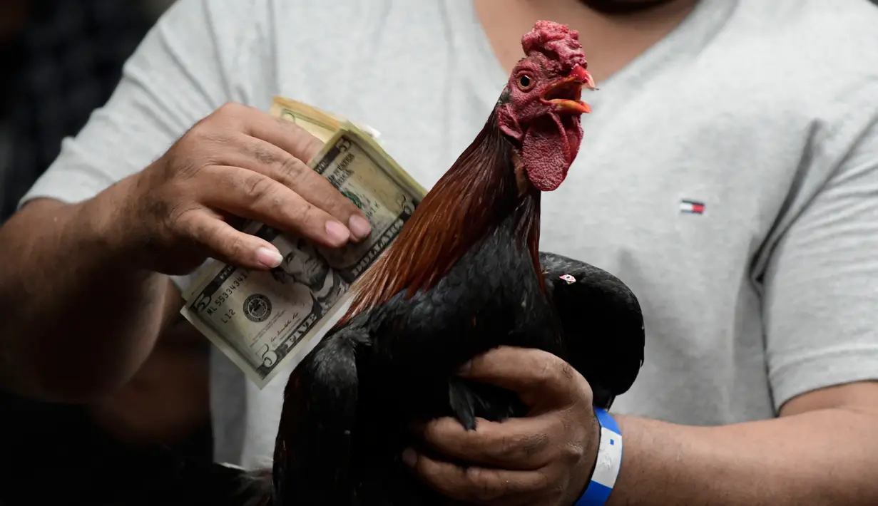 Pemilik ayam mengumpulkan uang taruhan saat menang pada malam pertarungan di klub sabung ayam Campanillas, Toa Baja, Puerto Rico, Rabu (18/12/2019). Dalam setahun perputaran uang taruhan dalam sabung ayam di Puerto Rico lebih dari USD 100 juta. (AP Photo/Carlos Giusti)