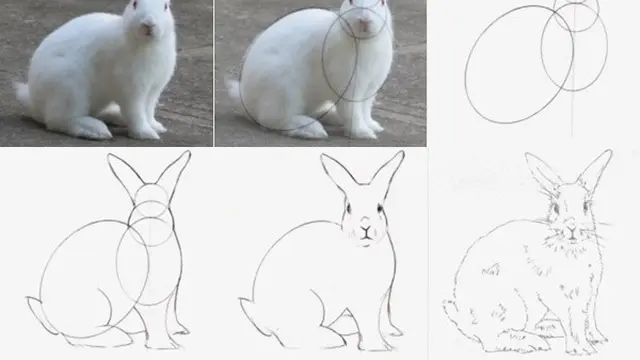 Ilustrasi gambar kelinci