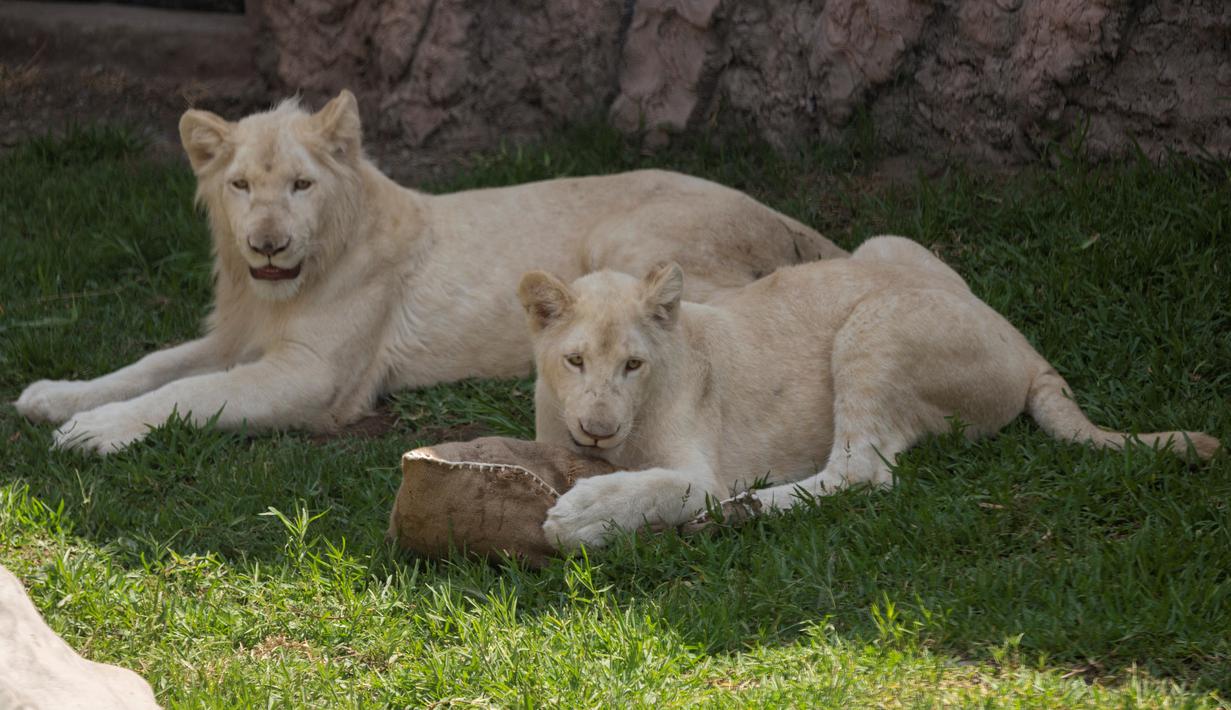 Sepasang singa putih berusia dua belas dan sebelas bulan dipamerkan di Kebun Binatang Parque de las Leyendas di Lima, Peru, Selasa (4/1/2022). Singa putih dianggap sebagai spesies langka yang terancam punah terutama karena ketidakmampuan menyamarkan diri dari pemangsa. (Cris BOURONCLE/AFP)