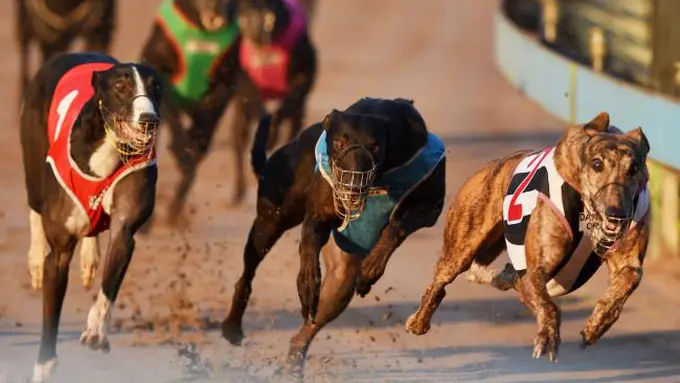 [Bintang]  Pacuan Anjing di Australia Akan Ditutup Juli 2017