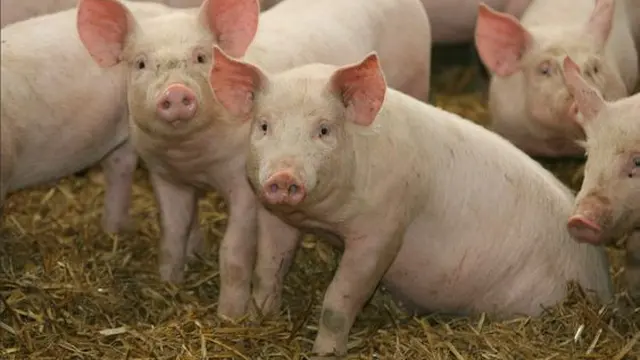 Babi