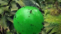 lalat buah