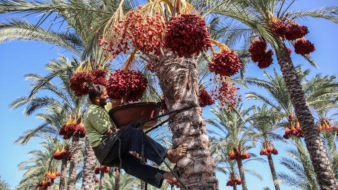 Seorang petani menaiki pohon kurma saat mengambil buahnya selama panen tahunan di Deir al-Balah, di Jalur Gaza tengah (24/9/2019). Warga Palestina yang tinggal di Deir al-Balah tengah sibuk dengan hasil panen kurmanya yang melimpah. (AFP Photo/Said Khatib)