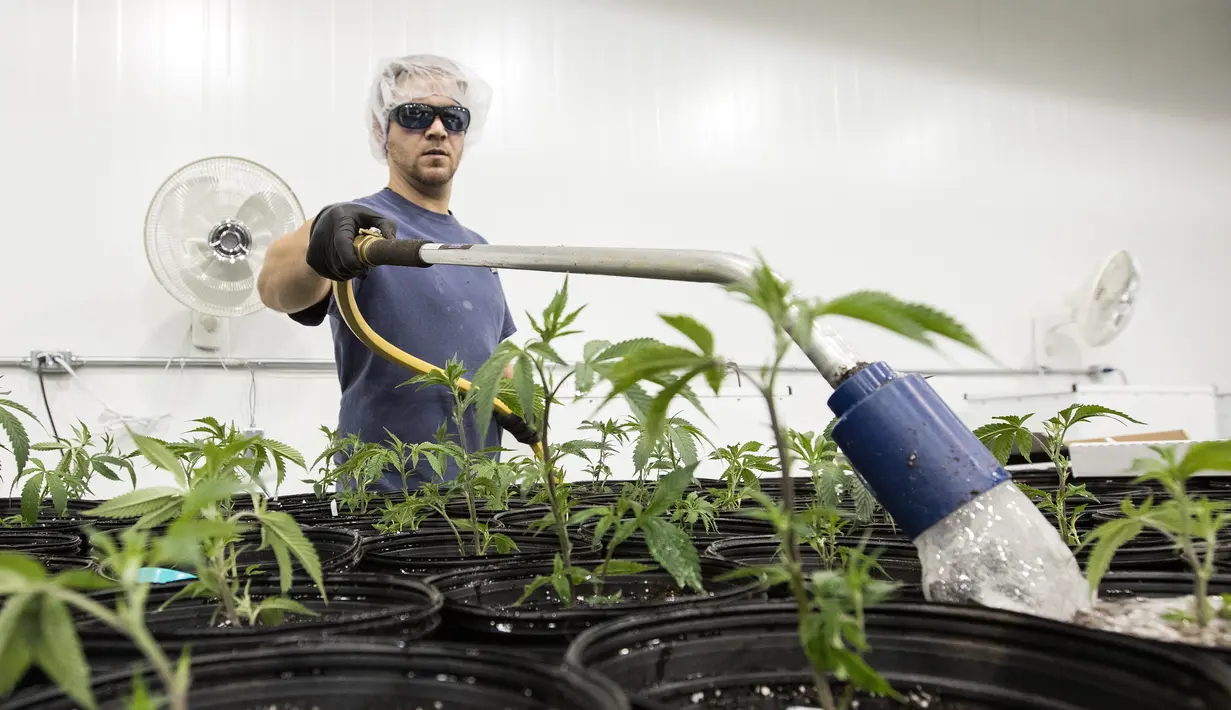 Pekerja menyiram tanaman ganja medis di Tweed INC., Smith Falls, Ontario, Kanada (5/12). Tweed INC. merupakan salah satu lokasi budi daya ganja medis terbesar di Kanada. (AFP Photo/Lars Hagberg)