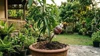 7 Keuntungan Menanam Kelengkeng secara Cangkok, Cepat Panen dan Berkualitas