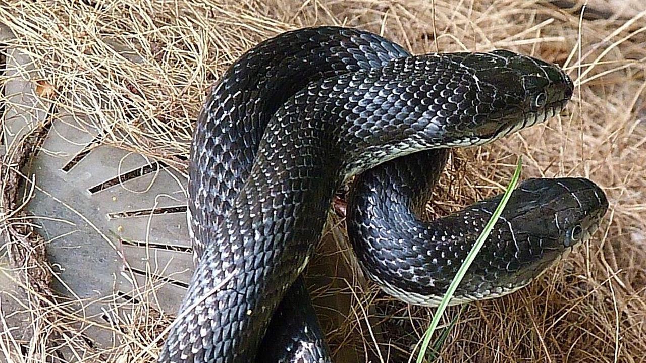 Ilustrasi Ular Black Mamba