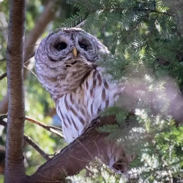 Barry, burung hantu