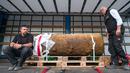 Pakar bom Rene Bennert dan Dieter Schweizler melihat Perang Dunia II di Frankfurt, Jerman, (3/9). Bom tersebut ditemukan di sebuah lokasi konstruksi yang dekat dengan kompleks Goethe University Frankfurt. (AFP Photo/Thomas Lohnes)