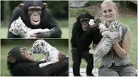 Simpanse yang mengadopsi anak harimau putih. (Oddity Central)