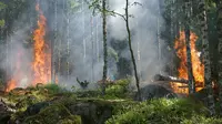 Kebakaran Hutan Melanda Gunung Guntur di Garut