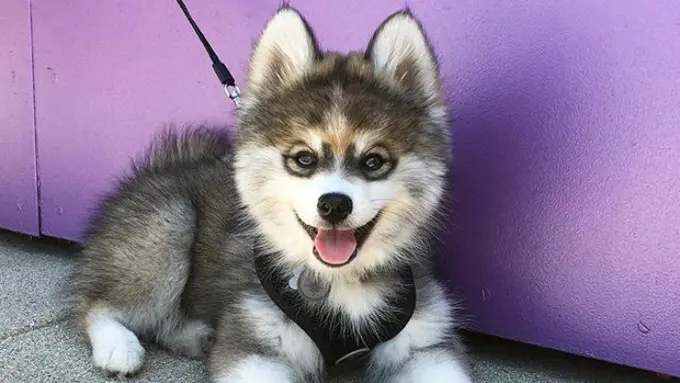 [Bintang] Gemas to the Max, Anjing Husky Ini Jadi Primadona di Instagram