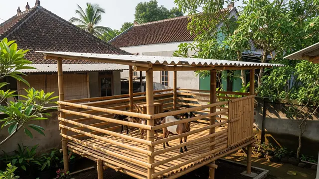 Model Kandang Kambing Minim Air yang Cocok untuk Halaman Sempit