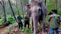 Salah satu gajah liar berjenis kelamin betina di Kecamatan Air Sugihan Kabupaten OKI Sumsel, dipasangkan kalung GPS atau GPS Collar oleh BKSDA Sumsel, APP Sinar Mas dan para pihak terkait (Liputan6.com / Nefri Inge)