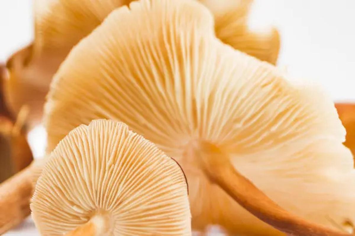 5 Jenis Seafood Rendah Kolesterol yang Aman Dikonsumsi