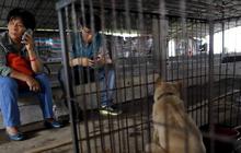 Wanita ini selamatkan 100 anjing dari 'pembantaian' Festival Yulin