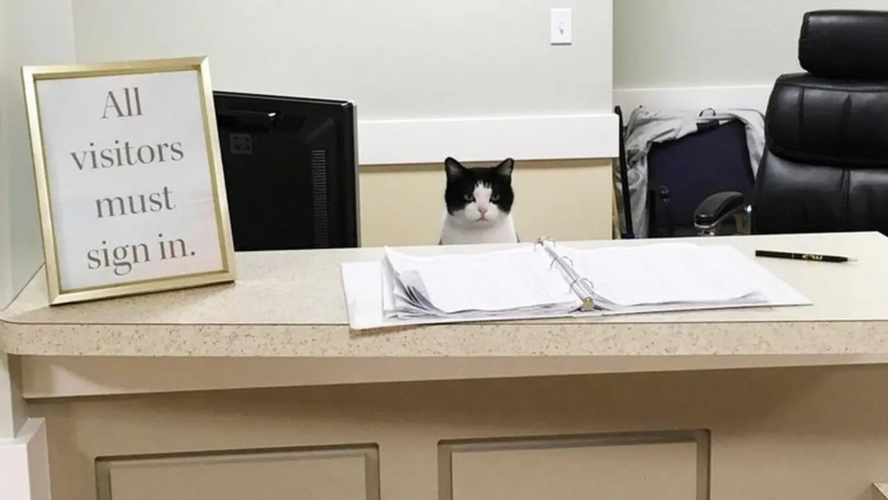 [Bintang] Tinggal di Panti Jompo, Kucing Ini Ikut Bekerja untuk Para Lansia