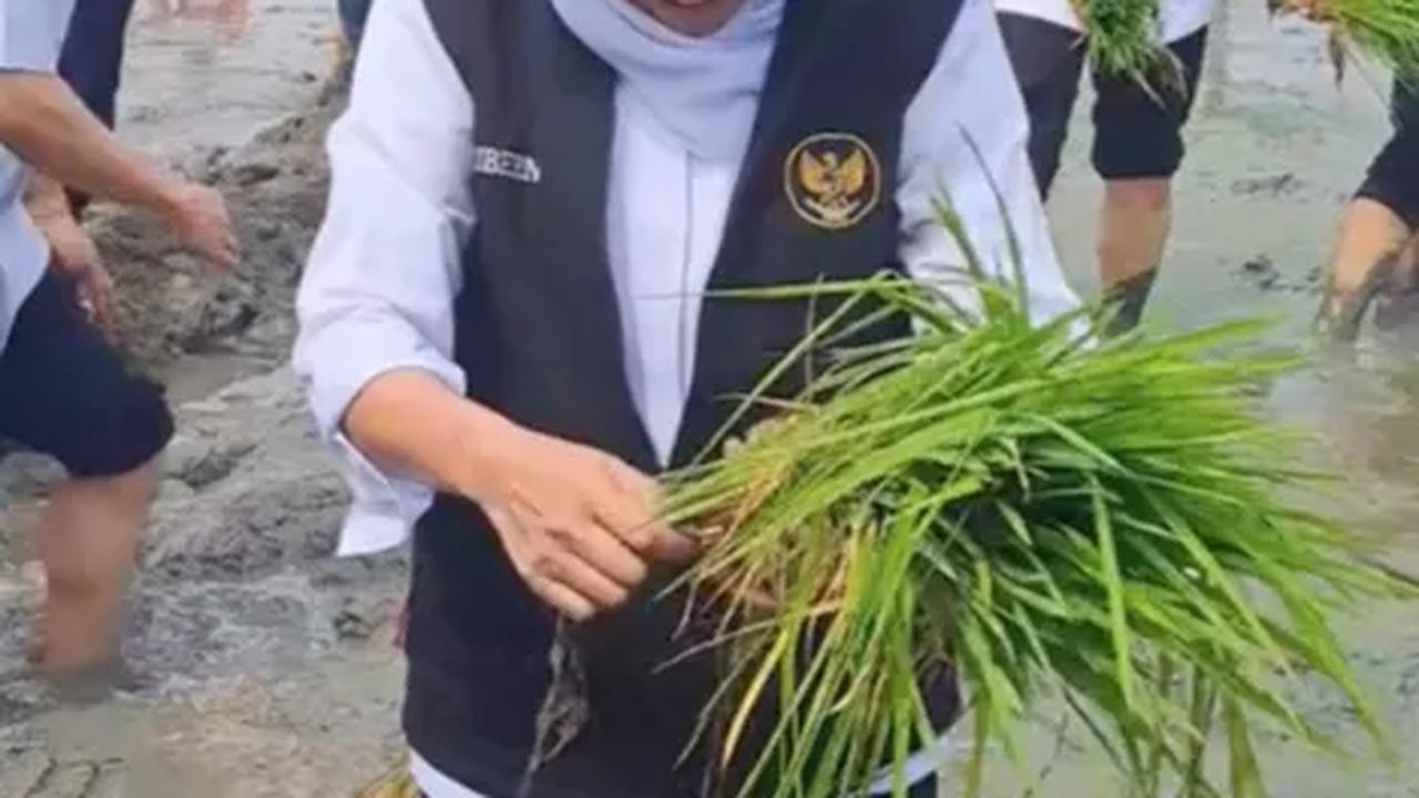Gubernur Lomba Tanam Padi Lawan Menteri Pertanian