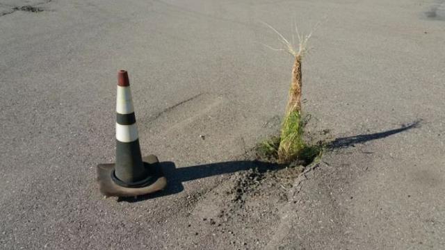 Bikin Heran, Ini 6 Potret Tanaman Tumbuh di Tempat Tak Lazim