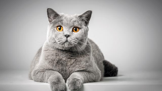 British Shorthair