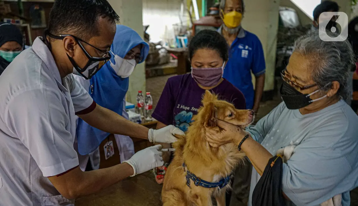 Petugas menyuntikkan vaksin rabies pada seekor anjing peliharaan warga di kantor kelurahan Petukangan Selatan, Jakarta, Rabu (15/9/2021). Dinas Ketahanan Pangan dan Pertanian memberikan vaksinasi rabies bagi hewan peliharaan milik warga untuk mengantisipasi penyakit rabies. (Liputan6.com/Faizal Fana