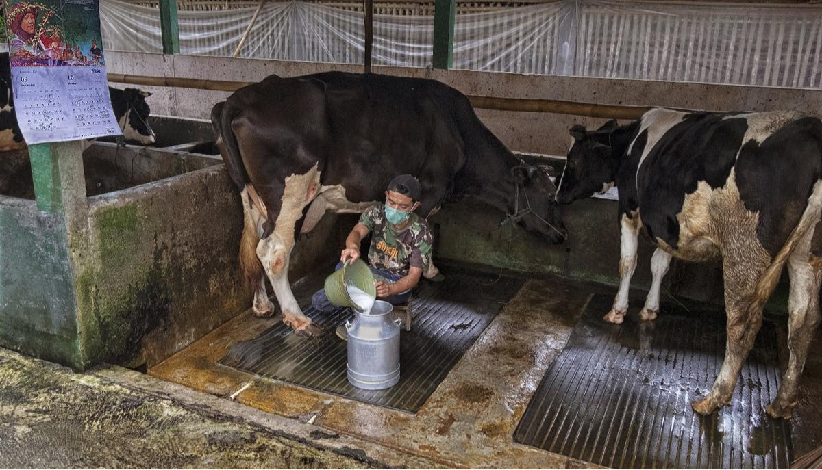 Klaster Susu Binaan BRI di Ponorogo