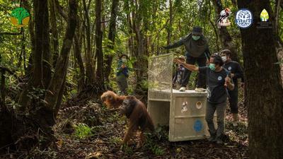 BKSDA Kalbar Selamatkan Orangutan di Ketapang dari Ancaman Karhutla