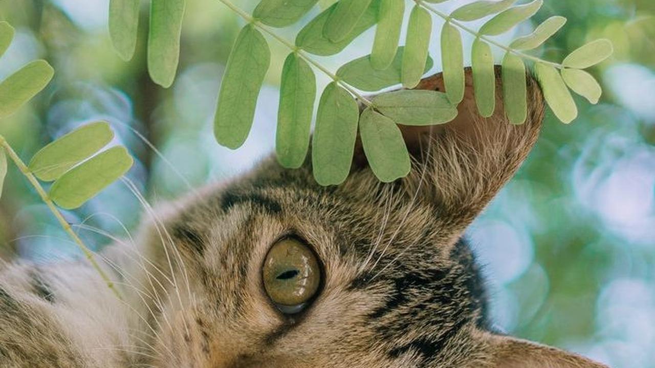 Nama Kucing Bahasa Jepang  Jantan <br>