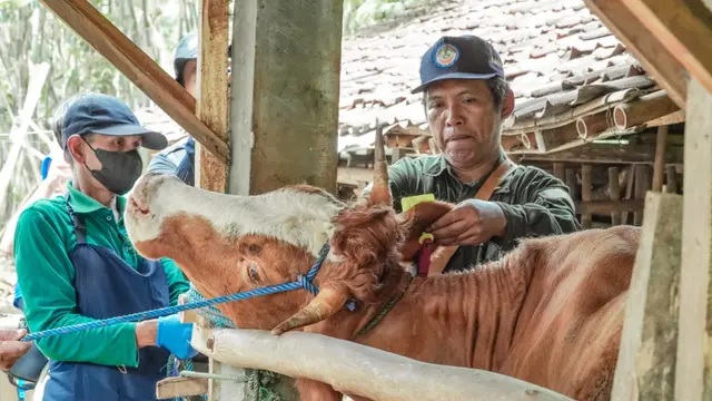 Target Vaksinasi PMK di Yogyakarta
